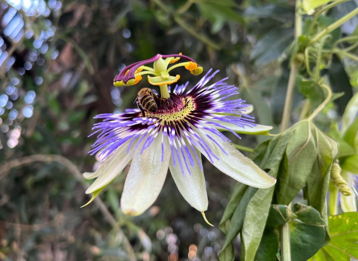 Passionflower has been traditionally used as a sleep aid, and getting enough restful sleep is essential for pain management. By promoting better sleep, passionflower may help reduce pain levels.

#Gonutra #superfood #healthyfood #vegan #beachbody #sweating #healthylifestyle