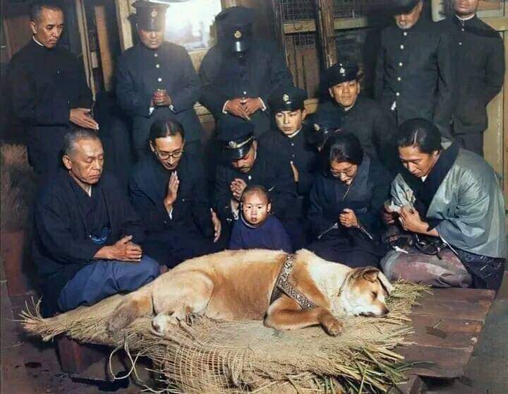 ❤️🐾 “Última foto de Hachiko, el perro fiel que esperó durante más de 9 años fuera de la estación de Shibuya a que su humano regresara incluso después de su muerte. En marzo de 1935, se registró esta conmovedora imagen de Hachiko, el leal Akita Inu japonés, tomada poco antes de…