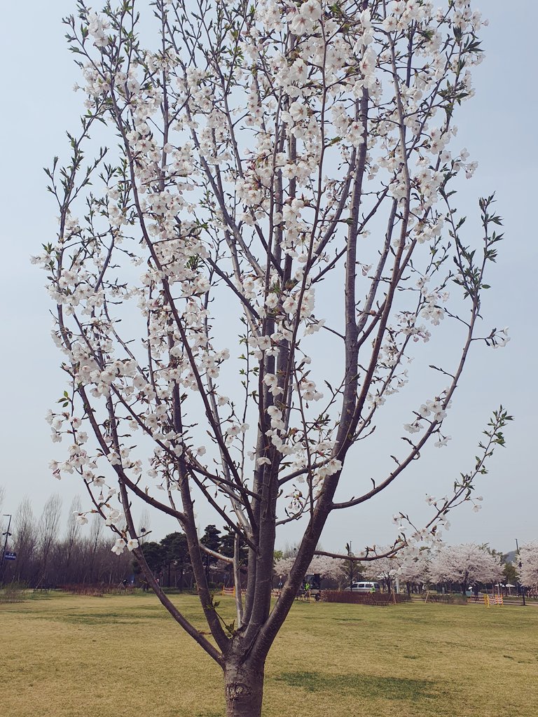 gimeuns01037730's tweet photo. 비가 시원하게도 내려 일주일전에 빈이숲간거 생각나 벚꽃이 만개해서 더 예뻤지 사진좀 더 찍을걸 멍했다 온거같아 애기 벚꽃도 활짝 피었는데 몇장못찍고 돌아와보니 아쉽더라 빈이숲 다녀온뒤로 애기벚꽃들이 눈에 들어와 빈이가 더 주변을 사랑하게 만들어 빈아 고맙구 사랑해 💚 💜
#빈이시 https://t.co/bFMzsZjCEW