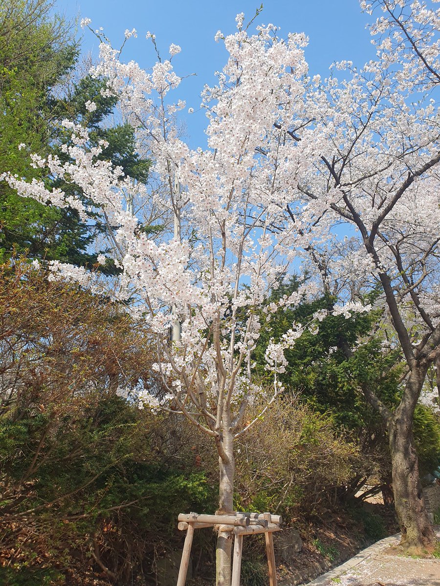 gimeuns01037730's tweet photo. 비가 시원하게도 내려 일주일전에 빈이숲간거 생각나 벚꽃이 만개해서 더 예뻤지 사진좀 더 찍을걸 멍했다 온거같아 애기 벚꽃도 활짝 피었는데 몇장못찍고 돌아와보니 아쉽더라 빈이숲 다녀온뒤로 애기벚꽃들이 눈에 들어와 빈이가 더 주변을 사랑하게 만들어 빈아 고맙구 사랑해 💚 💜
#빈이시 https://t.co/bFMzsZjCEW