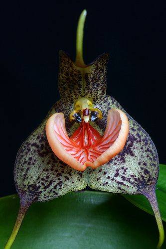 Dracula Chesterton di Thomas 

#orchids #plants