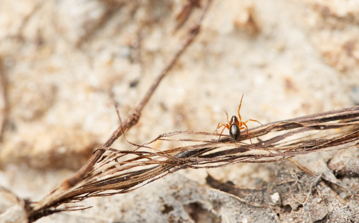 marie's macro photography tweet media