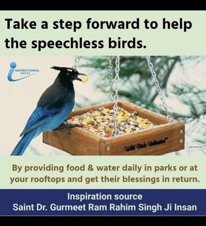 Birds are the mesmerizing creature of God. A child always image to fly like a bird. But their life is not easy. They don't get food to feed themselves. Saint Dr MSG Insan guide everybody to #FeedFeatheredFriends by providing them food n water on roofs, pillars etc. to #SaveBirds