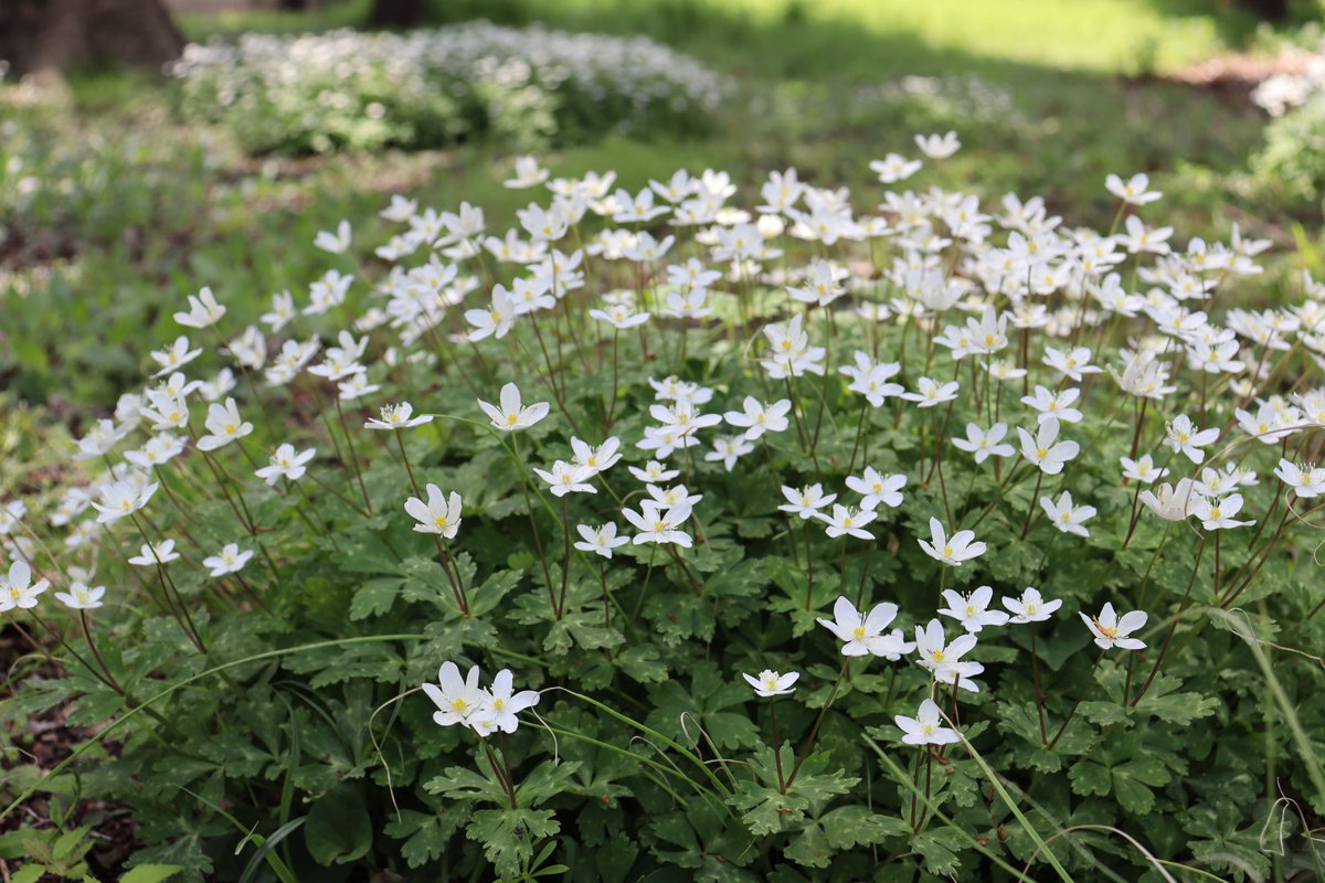 ばら園南側の雑木林では、#ニリンソウ が群生しています。
Pretty white flowers.（広報係）#神代植物公園　#二輪草  #windflower  #botanicalgarden
※本日（4/15）月曜は休園日です。　
▽Anemone flaccida