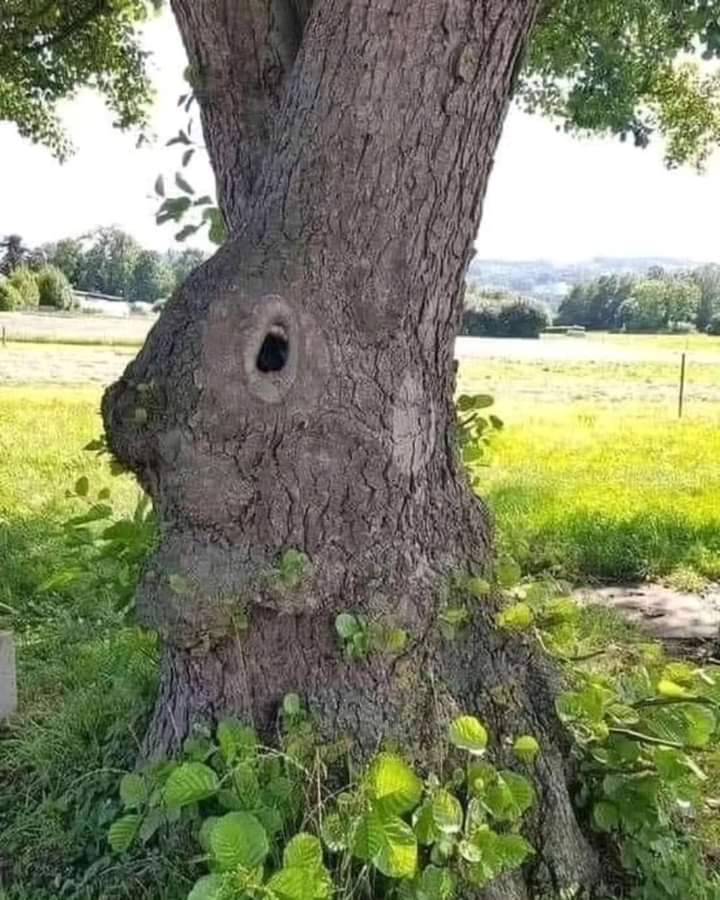 Bunny Tree 🌳🐇💕