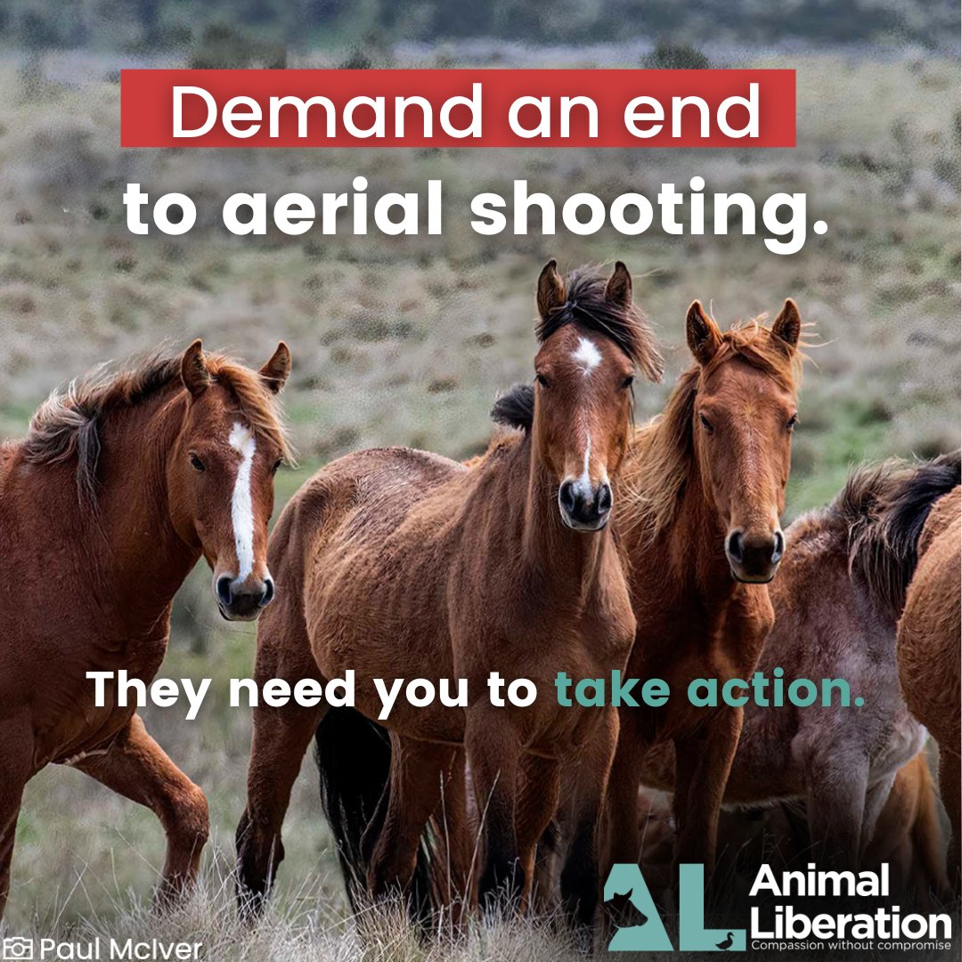 Will you send an urgent email to NSW Premier @ChrisMinnsMP , to demand an end to the aerial shooting of the free-roaming wild horses in Kosciuszco National Park? al.org.au/stop-the-aeria…