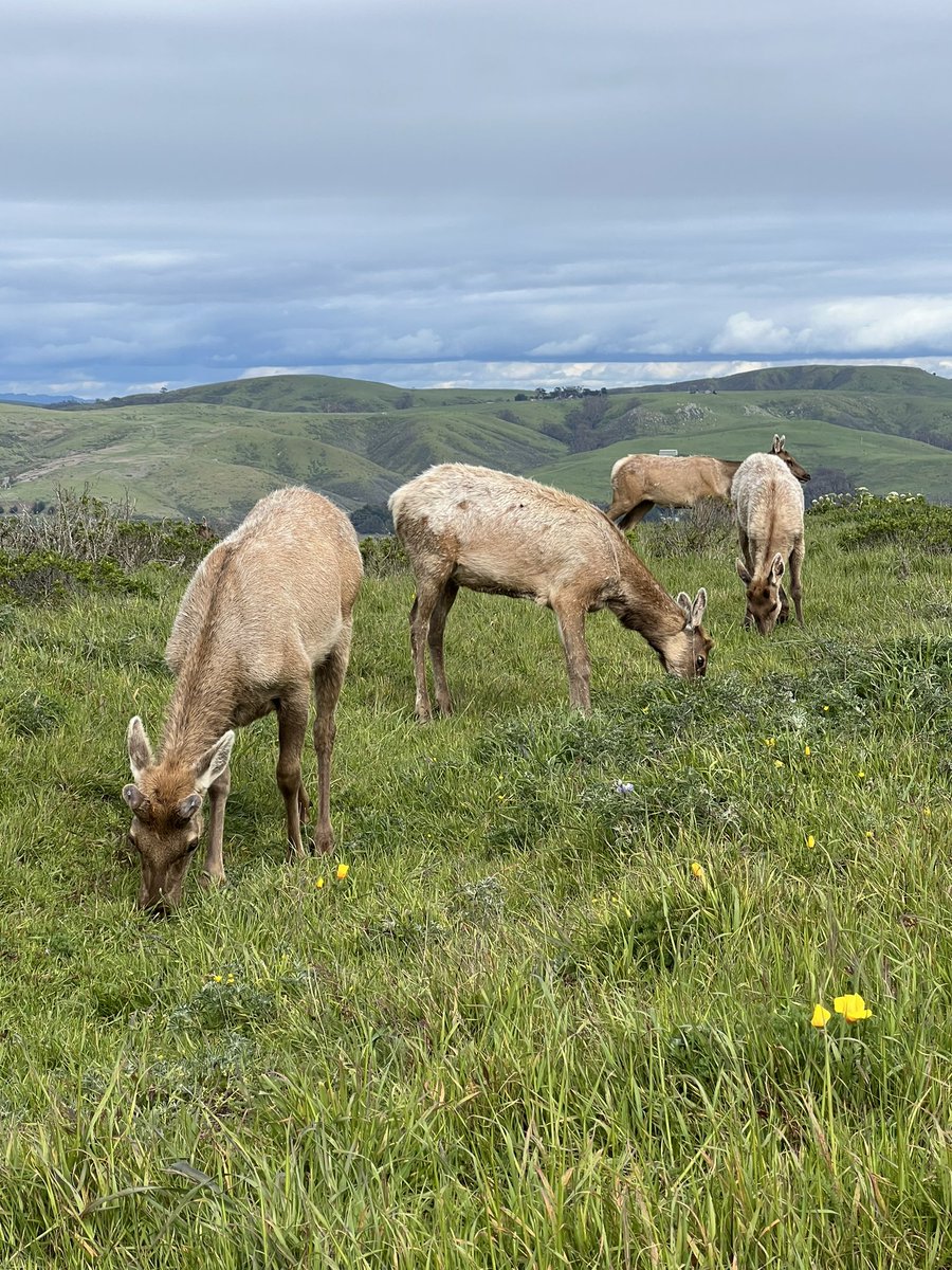 Rule Elk on my hike today. #tuleelk #pointreyes #hike #wildlife #NaturePhotograhpy