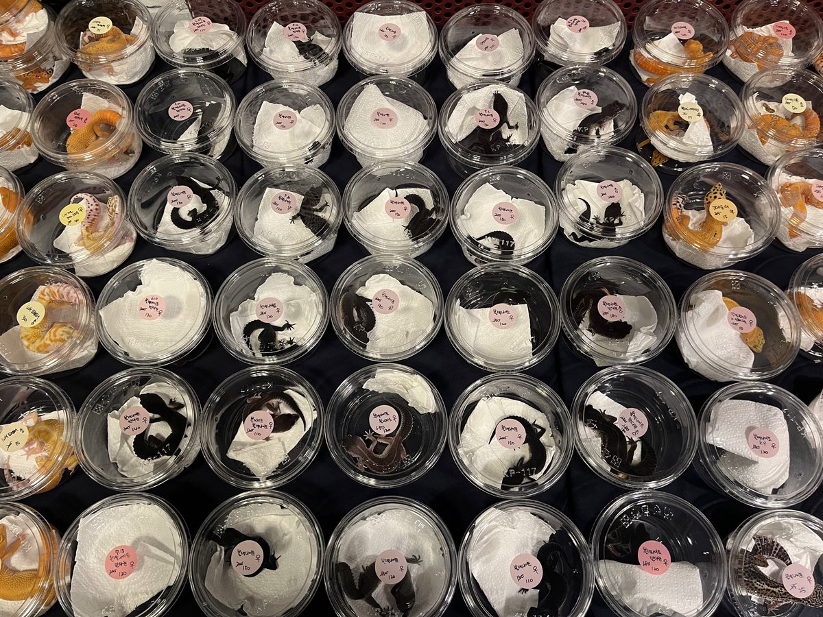 日本への卸売取引を増やそうとしています。
良い価格で良いクオリティ Leopard Gecko
必要な方
Line : MyGeckoまでご連絡ください。
今度の取引は安く送ります 

Size : 5~20g 

写真はこれまで卸売り個体