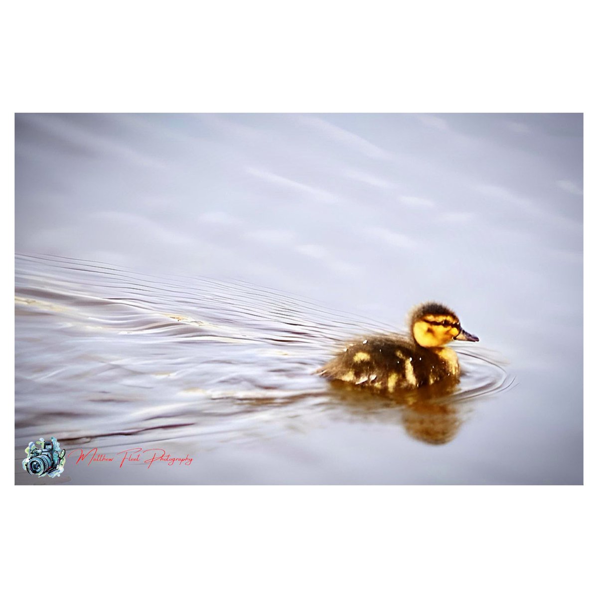 Duckling Stone, Worcestershire, UK 🏴󠁧󠁢󠁥󠁮󠁧󠁿 #Duckling #Stone #Worcestershire #Photography