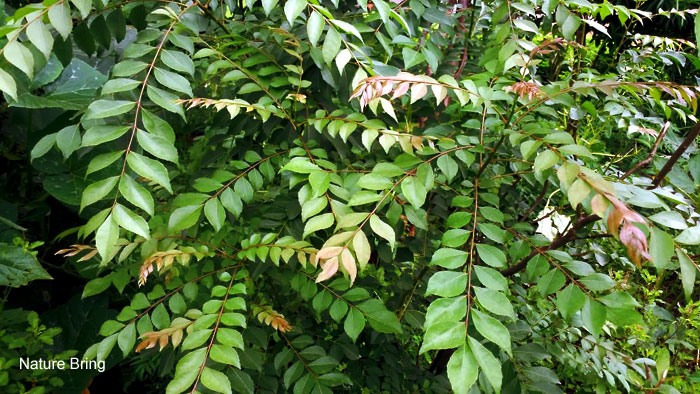naturebring651's tweet image. These plants are native to South Asia, in many places, it is known as sweet neem. Curry leaves are actually used in the form of many spices and herbs, ...read...naturebring.com/grow-curry-lea…
#currytree #curryleaves #naturebring #growing #care #harvest