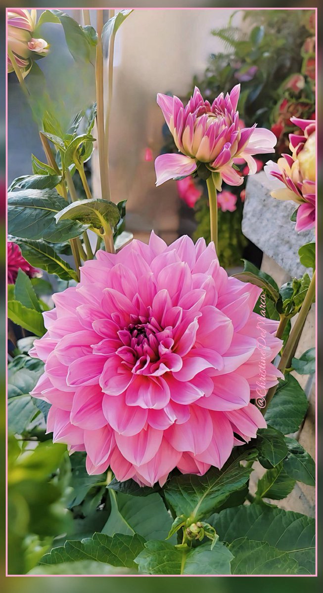 Happy 🙋🏻‍♀️ #MagentaMonday #DazzlingDahlias #Flowers to everyone. Hope your weekend was fab. Spent a wonderful time doing a little #GardeningX on beautiful Saturday & Sunday afternoon. Also spent time with family Sunday at a lovely Italian restaurant. #MyGarden #Love 💕 #Peace 🕊️