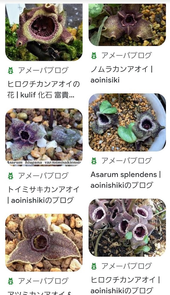 ヒロクチカンアオイ