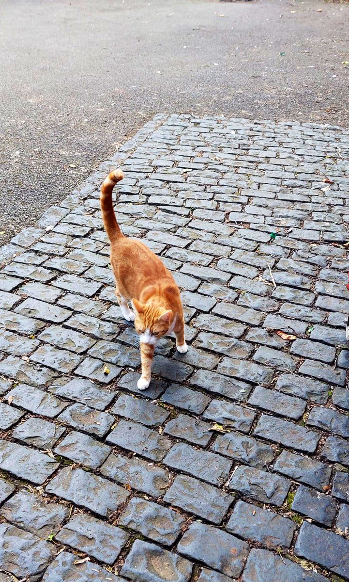 Good Morning & welcome to marvellous marmalade Monday Paths are made by walking, not waiting. Start your journey today, even if the way ahead isn't completely clear. #cats #cats #Cat #CatsOnTwitter #CatsOfTwitter