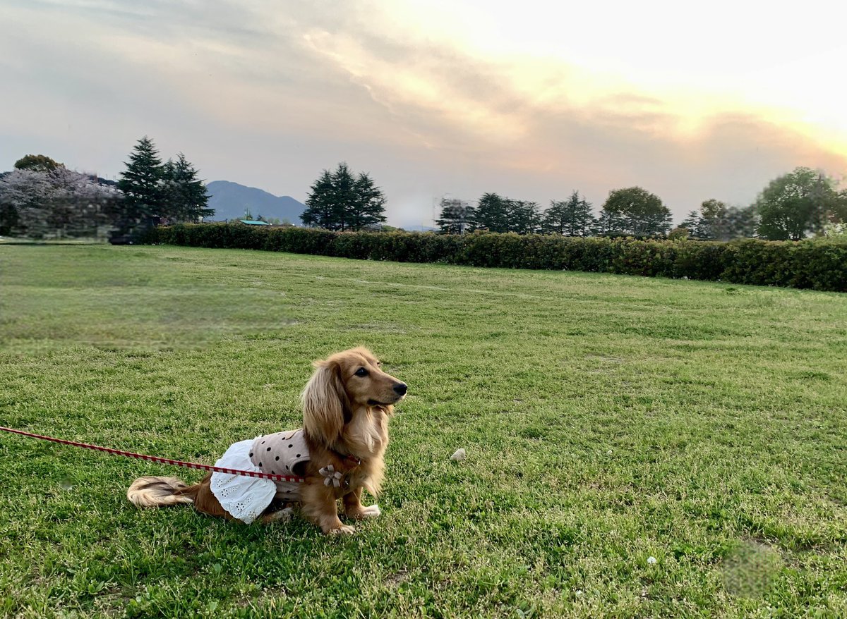 🚗や街灯を消しゴムマジックしたら、なんかすごく壮大な感じになったw

#室内犬初心者 #可愛いしかない #犬のいる生活  #ダックスフント #犬好きさんと繋がりたい #夕陽 #お散歩