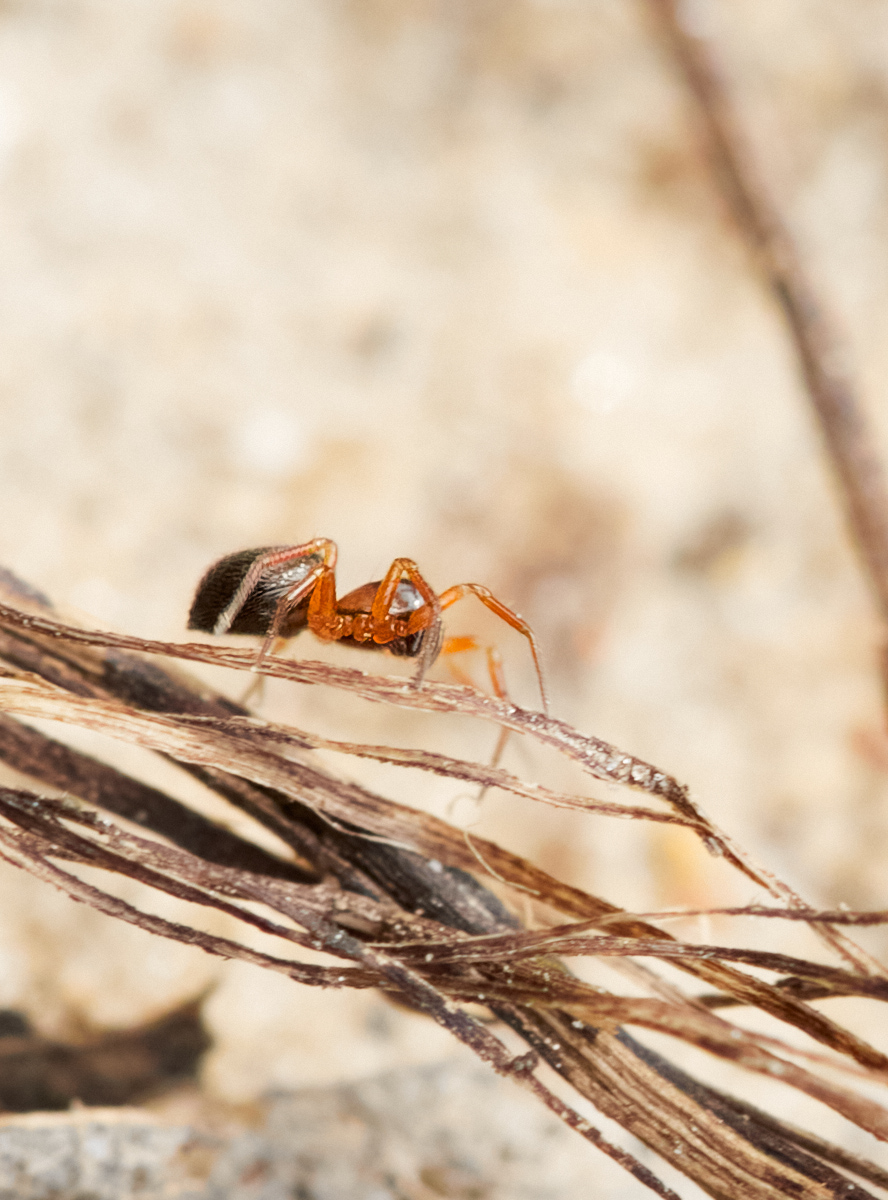 marie's macro photography tweet media