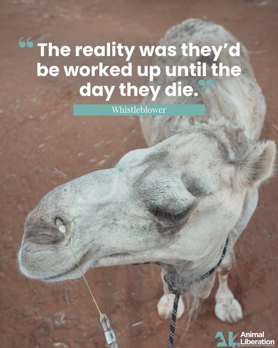 💔🐪Forced into a life of servitude by Uluru Camel Tours, these camels, according to the whistleblower, would be forced to work up until they die. Have you demanded justice for them? al.org.au/petition/justi…