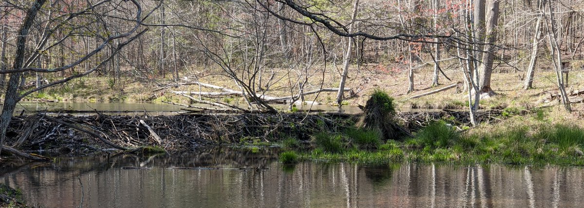 Happy Monday. Beaver dam.