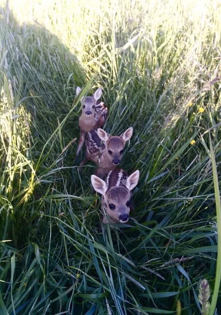 Good Morning 🦌❤️😎 #StaySafe #MondayMorning #MondayMotivation