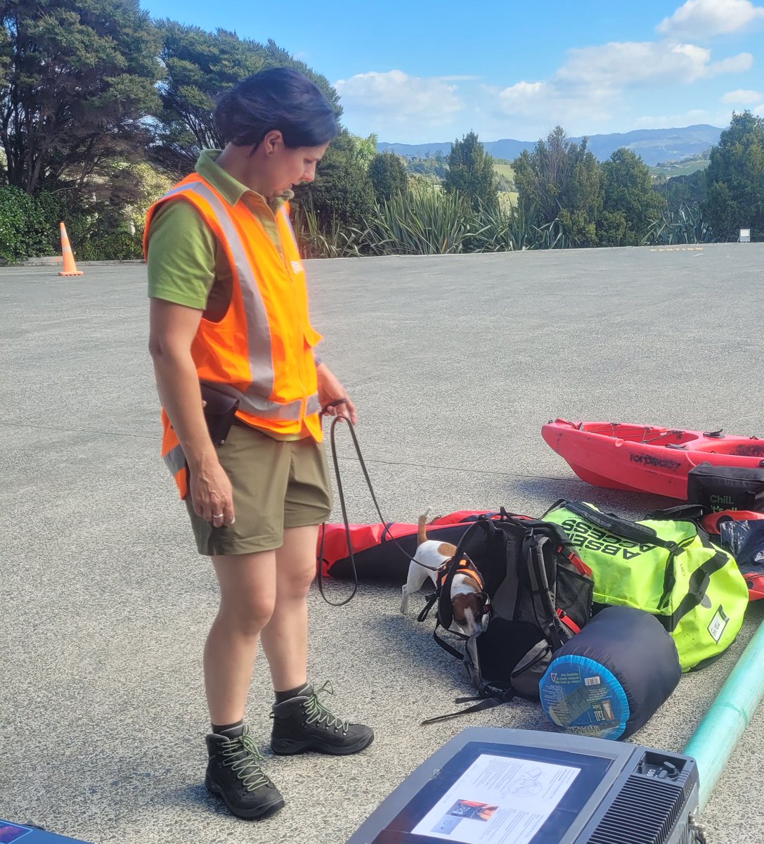 Pest detection dog teams kept busy in Auckland. A team of certified conservation dogs and their handlers are busy intercepting small pests at risk of hitching a ride to the Hauraki Gulf's pest free islands. Find out more here: bit.ly/4az7dze