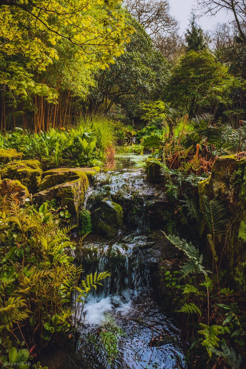Good morning Twitter pals , wishing everyone a great week ahead 👋❤️🍀 . A shot from @RHS_Rosemoor at the weekend , coming back to life ! … love this little stream #photography #FSprintmonday #wexmondays #gardens #landscape #Devon #streams #ThePhotoHour