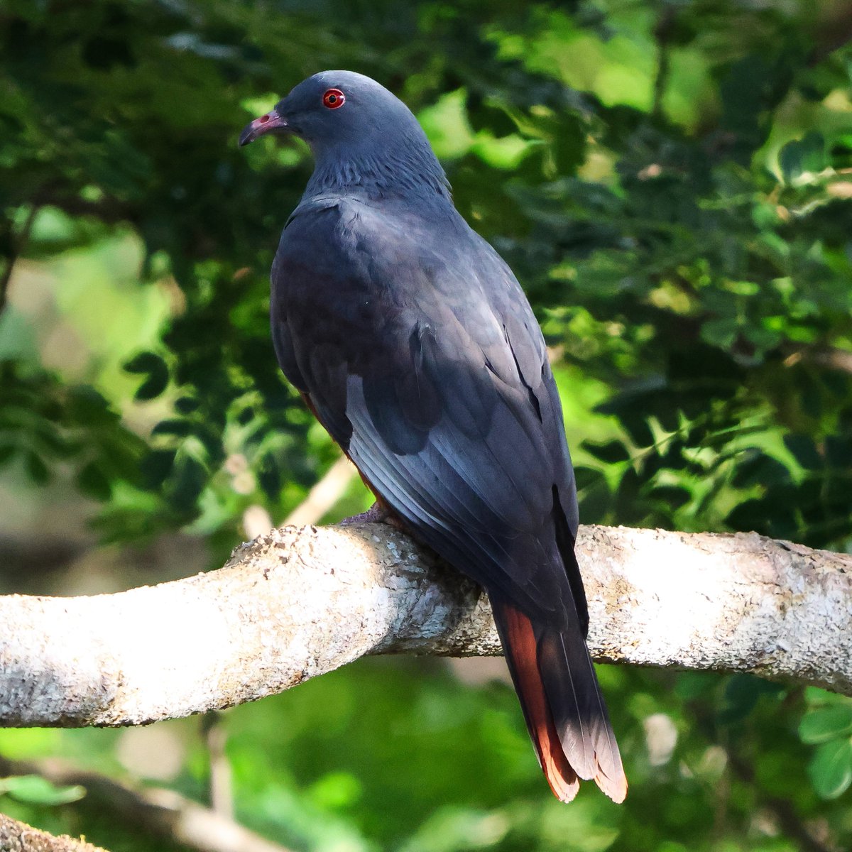 Seen some amazing birds this past week, best photos so far are of the New Caledonian Friarbird and the Notou (New Caledonian Imperial Pigeon)