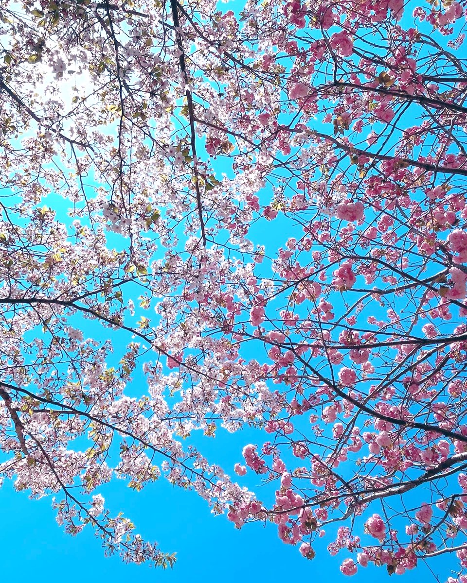 Solidus0211's tweet photo. 本山/本部が隣接する桃陵公園の
桜も葉桜が目立ってきました。
早くも新緑の季節が近づいて来て
いるようです🍃

本山境内に植樹されている染井吉野
が散るのと交代に、楊貴妃桜が花を
咲かせはじめました。

『今年の桜も見事じゃったな〜』と
開祖像が微笑んでいるような気が
しました😉 https://t.co/Ek9N74GkGB