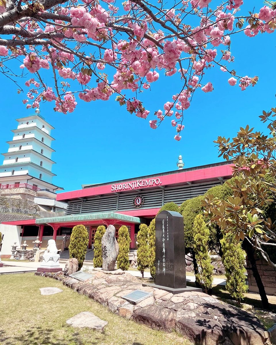 Solidus0211's tweet photo. 本山/本部が隣接する桃陵公園の
桜も葉桜が目立ってきました。
早くも新緑の季節が近づいて来て
いるようです🍃

本山境内に植樹されている染井吉野
が散るのと交代に、楊貴妃桜が花を
咲かせはじめました。

『今年の桜も見事じゃったな〜』と
開祖像が微笑んでいるような気が
しました😉 https://t.co/Ek9N74GkGB