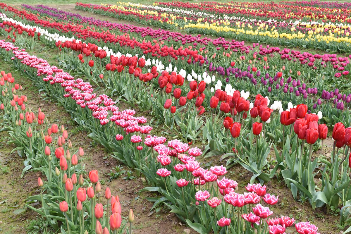 Dibbz86's tweet photo. #threecrosses #gowerfresh #swansea 🌷🏴
@Ruth_ITV @ChrisPage90 @WeatherAisling @DerekTheWeather @carolkirkwood @bbcweather @BBCWthrWatchers @Sue_Charles @ThePhotoHour @BBCBreakfast https://t.co/NCxkafL1NA