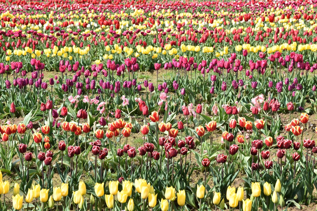 Dibbz86's tweet photo. #threecrosses #gowerfresh #swansea 🌷🏴
@Ruth_ITV @ChrisPage90 @WeatherAisling @DerekTheWeather @carolkirkwood @bbcweather @BBCWthrWatchers @Sue_Charles @ThePhotoHour @BBCBreakfast https://t.co/NCxkafL1NA