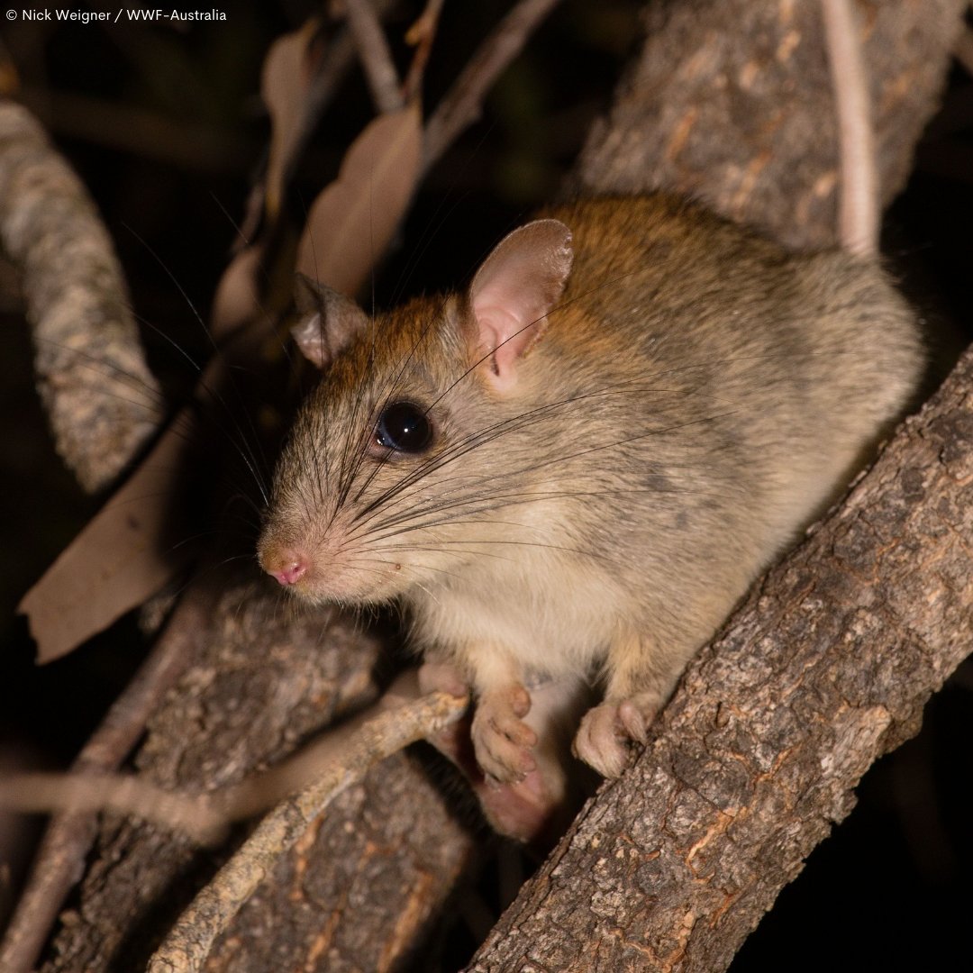 🌿🐀 Good news! The Golden-backed Tree-rat, or koorrawal, has been delisted from Australia's threatened species list. 🎉 But with only 1% of species receiving enough support, we must do more to protect our unique wildlife! 💪💚 Learn more here: discover.wwf.org.au/wildlife-win