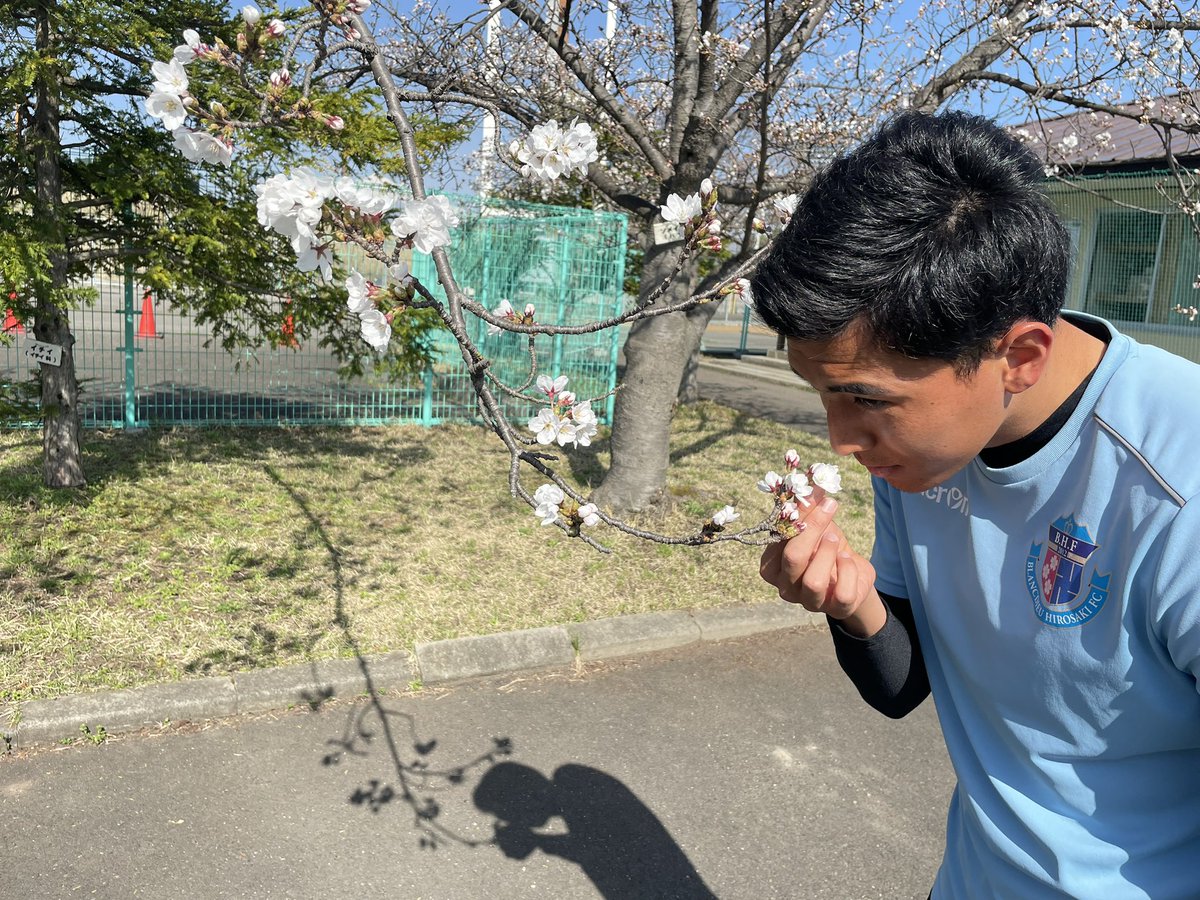 NaritaRyousuke's tweet photo. 運動公園開花してました！
これからどんどんキレイに咲いていきますよー
日曜の試合に向けていい準備していきましょう！
#ブランデュー #弘前 #桜 #開花宣言 https://t.co/QlDDRl3miI