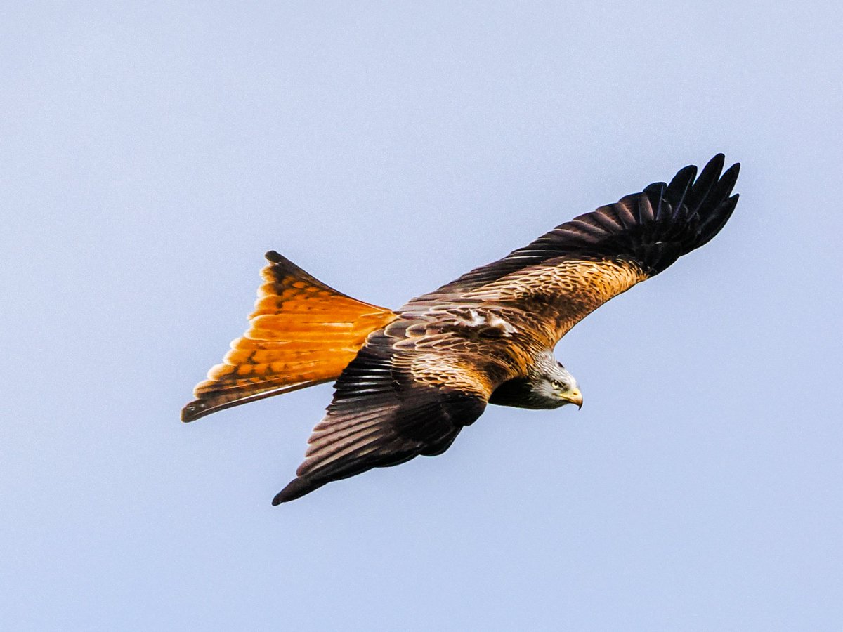 'Kite in Flight' #RedKite #birdphotography #TwitterNatureCommunity
#BirdsOfTwitter @Gateshead @RSPBEngland @Natures_Voice #DerwentValleyCountryPark #BirdsSeenin2024 #birding #BirdWatcher #NaturePhotography #wildlifephotography @LandofOakIron @NorthEastTweets