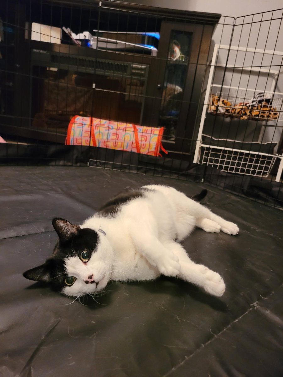 zeroye's tweet photo. Dicey is helping to prepare for his new little brother! 😭 https://t.co/SKDWFcXigs