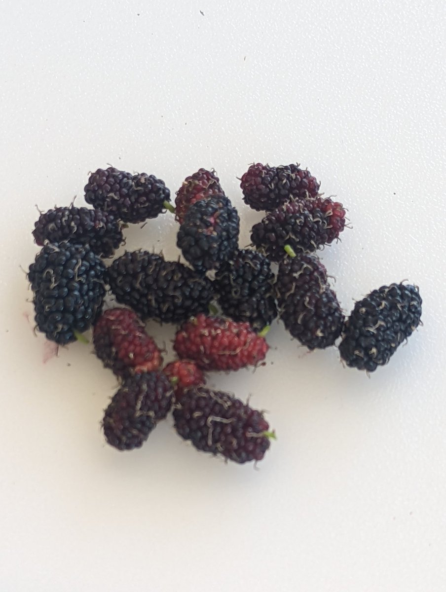 Mulberries Ripe and ready to eat🥄 Learn more about how TeaCo beneficial organisms can help you lower risk, improve resilency & grow big Yields year after year🌱💚 #LetsGrowTogether @Farmer31548981 @kirby_is_ELITE