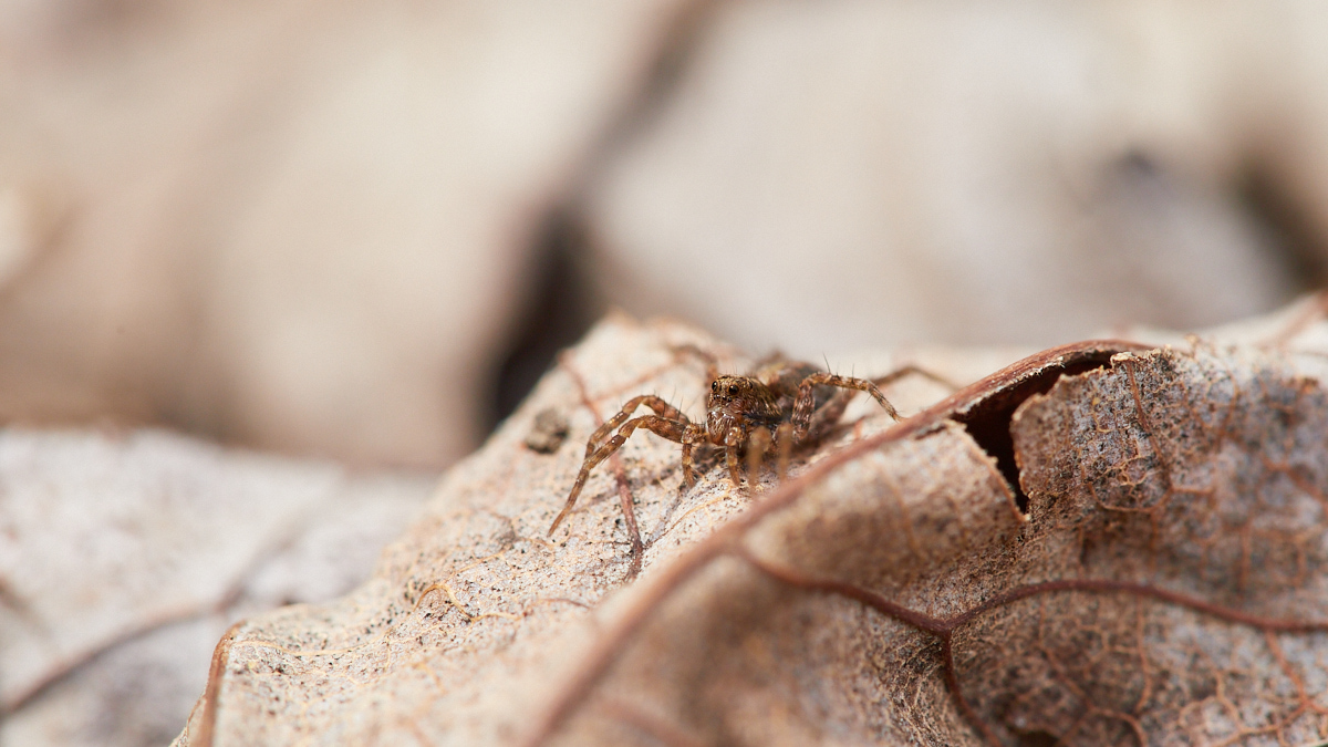 marie's macro photography tweet media