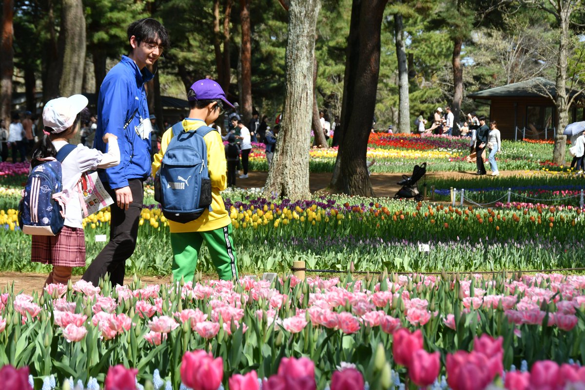 #スタッフブログ更新 今回は、この時期に楽しめるイベントをご紹介✨ 4/14（日）に、『チューリップガイドツアー』を開催いたしました🌷 hitachikaihin.jp/park-blog/park… #hitachiseasidepark #ひたち海浜公園 #staffblog