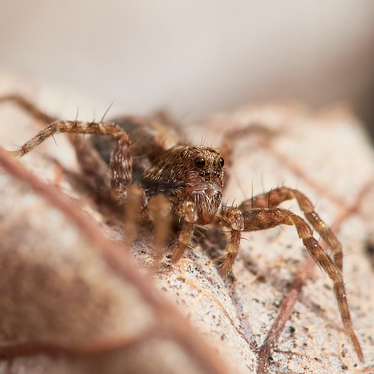 marie's macro photography tweet media