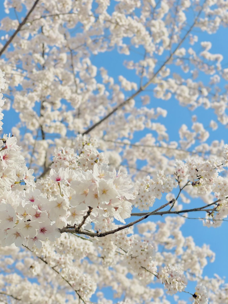 「今日も天気が良いみたいですが!日当たりが終わってる私の部屋は寒いのでブランケット」|羽條＠Vtuber福舞ねくのイラスト