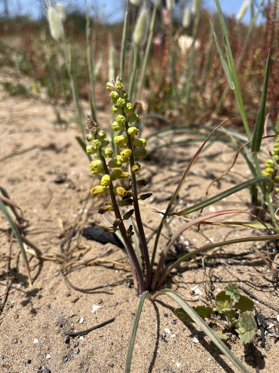 thismiaguy's tweet photo. #Muscari gussonei. This small beautiful yellow #geophyte is endemic to the south coast of #Sicily. https://t.co/aHBJSnXnf4