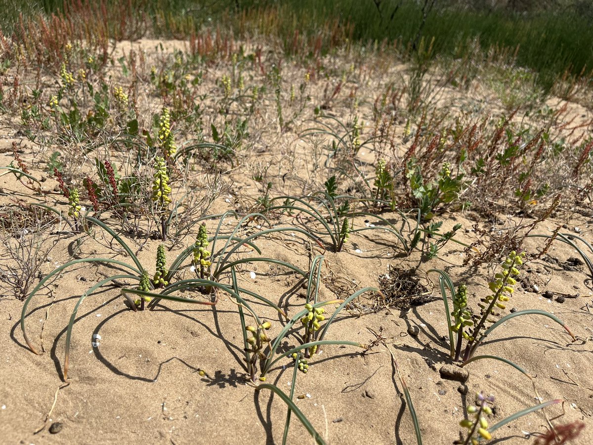 #Muscari gussonei. This small beautiful yellow #geophyte is endemic to the south coast of #Sicily.