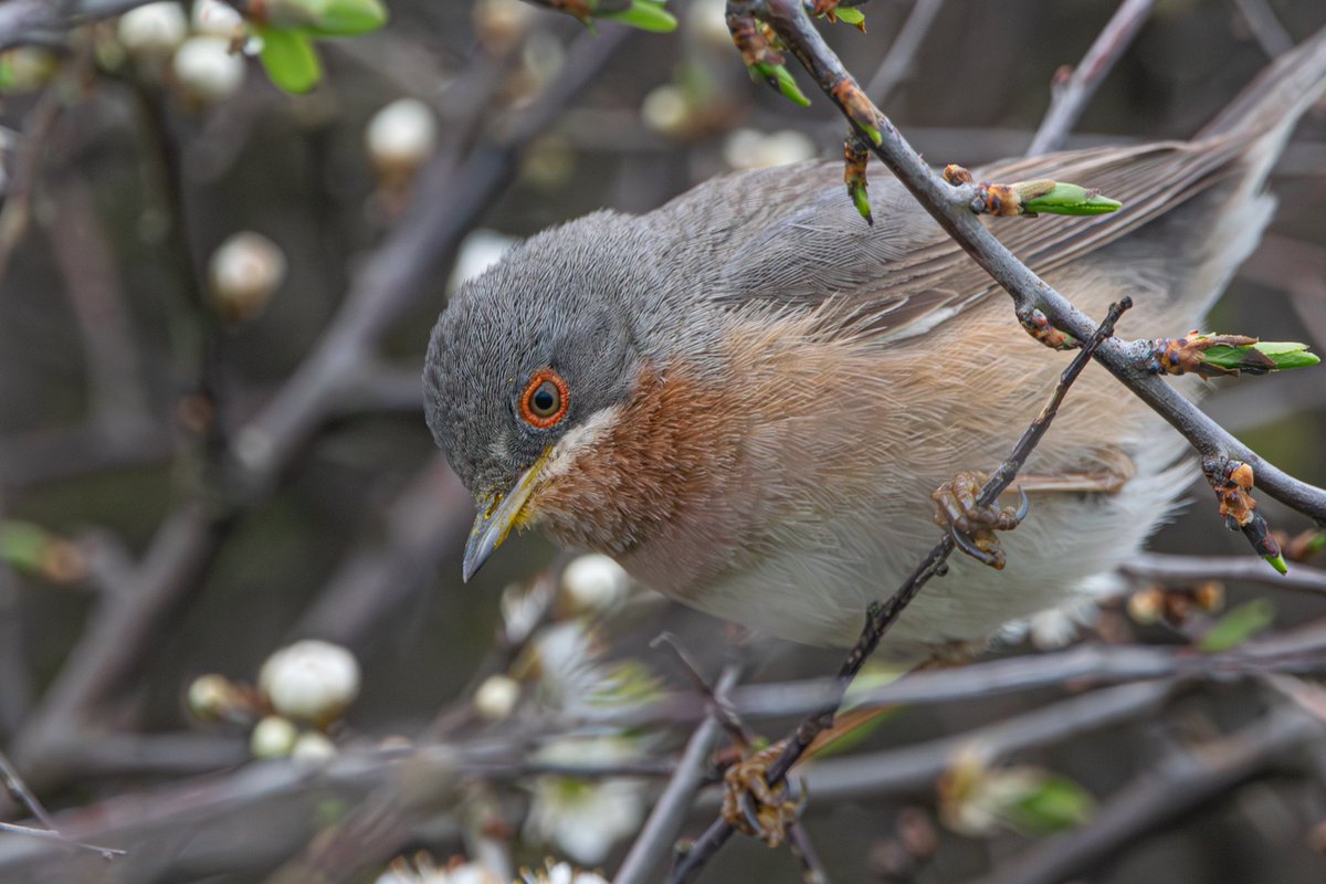 Was not expecting to be watching this awesome Western subalpine warbler yesterday afternoon @PortlandBirdObs 

@RareBirdAlertUK @BirdGuides @DorsetBirdClub @DorsetWildlife @Britnatureguide #BirdsSeenIn2024