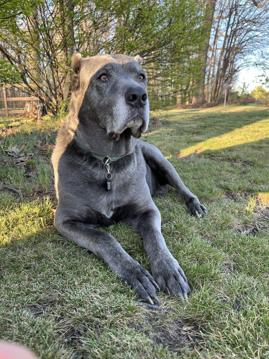 Sitting out in the yard sniffing the breeze with my old gray bear today.