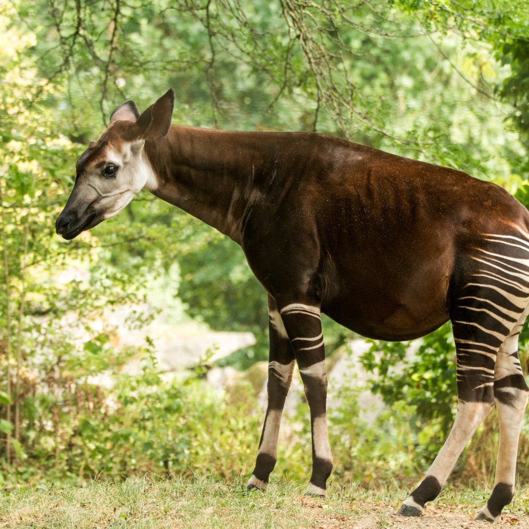 Discover 5 unusual national animals from around the world!  From Scotland's unicorn to Congo's Okapi, these creatures have fascinating stories. Check out the blog: hoppa.com/en/discover/cu…
#NationalAnimals #TravelTrivia #Hoppa