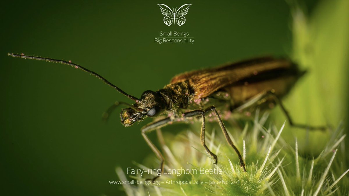 Pseudovadonia livida, the fairy-ring longhorn beetle, is a beetle species of flower longhorns belonging to the family Cerambycidae, subfamily Lepturinae.