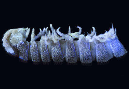 Zootaxa's tweet photo. On the identity of the enigmatic #millipede genus Inodesmus Cook, 1896 (#Polydesmida: Haplodesmidae)
--The bizarre disjunct distribution of Inodesmus is briefly discussed.
https://t.co/RzkQNVH6e7
#Taxonomy https://t.co/zolINHlKPk