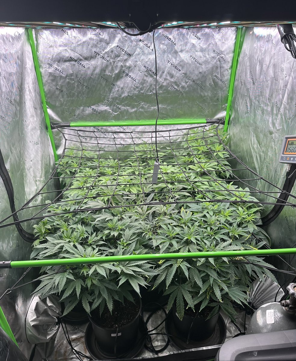 Day 2 of flower. Probably gonna strip them down a tad earlier than usually but should be fine. Prob day 5 or 6 as opposed to 7 or 8. Early lollipop reduces larf and lowers and gives more fat nugs and colas #growlifeornolife #gasinthedeltapass #gasmanthegascan #livingsoil #organic