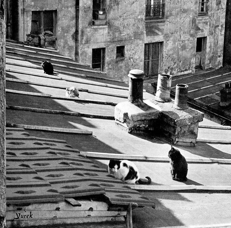 Yurek. Chats sur les toits Années 1950.