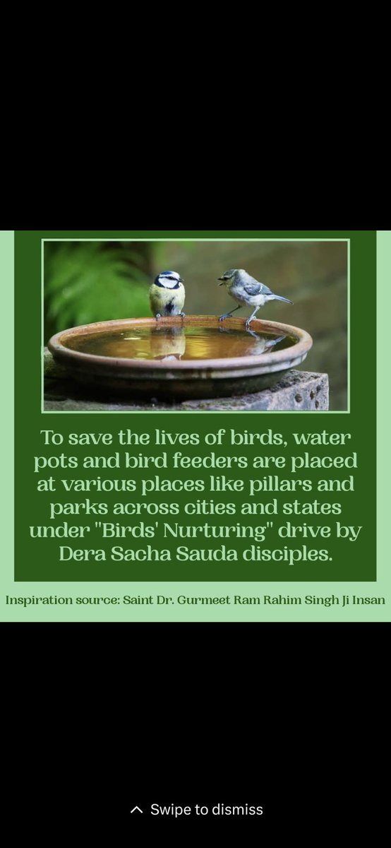 #FeedFeatheredFriends
                                   Thanks to Saint Dr MSG Insan for starting welfare work as feeding birds and animals. His followers put water and food on their roof tops to #SaveBirds mainly in summer season