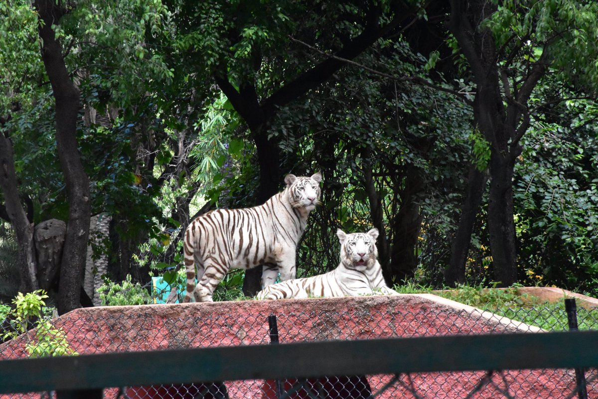 Contaminated water from Mir Alam Tank poses a threat to animals at #NehruZoologicalPark, with concerns raised by wildlife officials about heavy metal contamination. Deaths of 58 animals in 2018-19 linked to liver cirrhosis from polluted water highlight the urgent need for action
