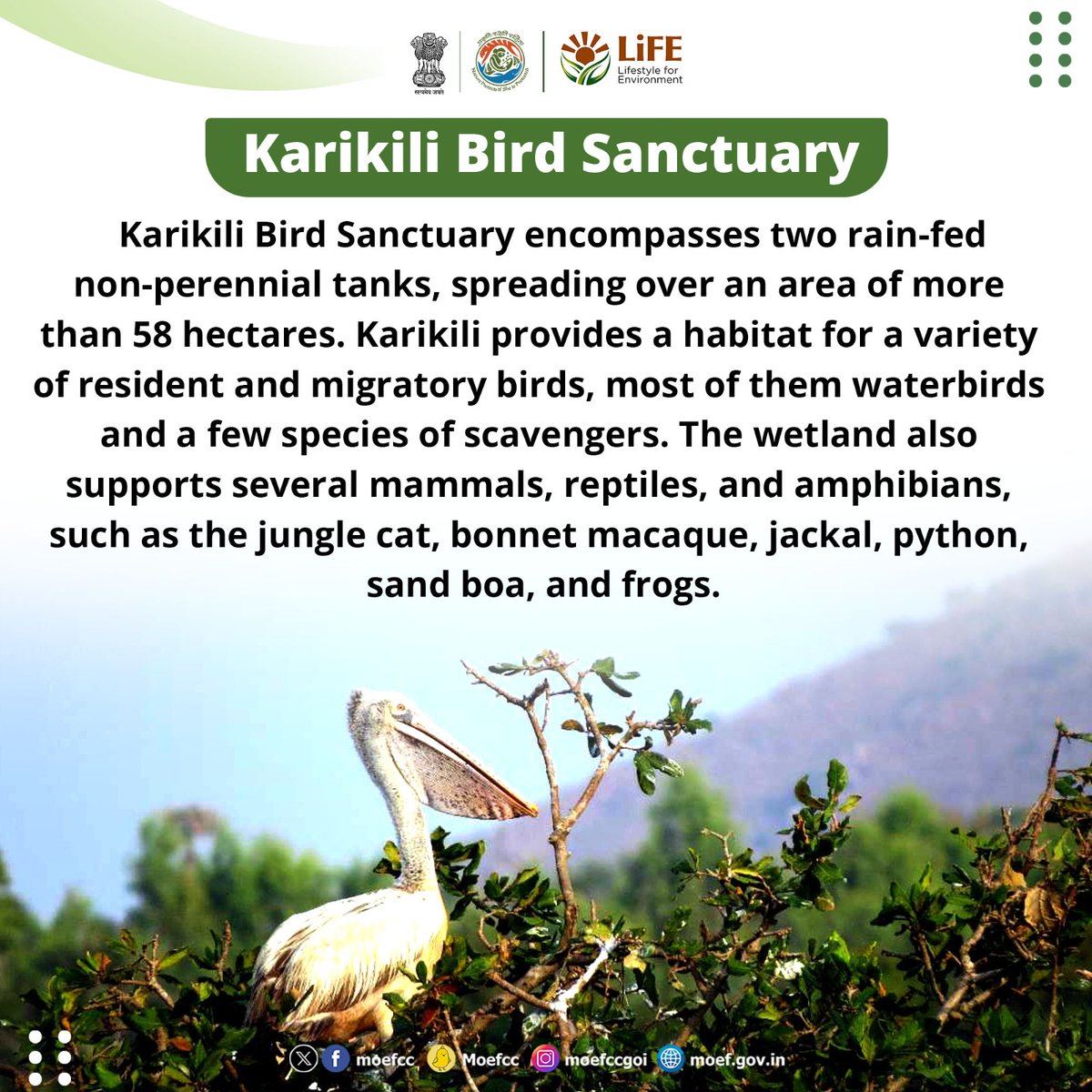 Discovering India's Ramsar Sites  

Day 66: Karikili Bird Sanctuary

From wetlands to wildlife, each site is a unique haven for nature. Let's celebrate and safeguard these vital ecosystems together!  

#RamsarSites #MissionLiFE #ProPlanetPeople